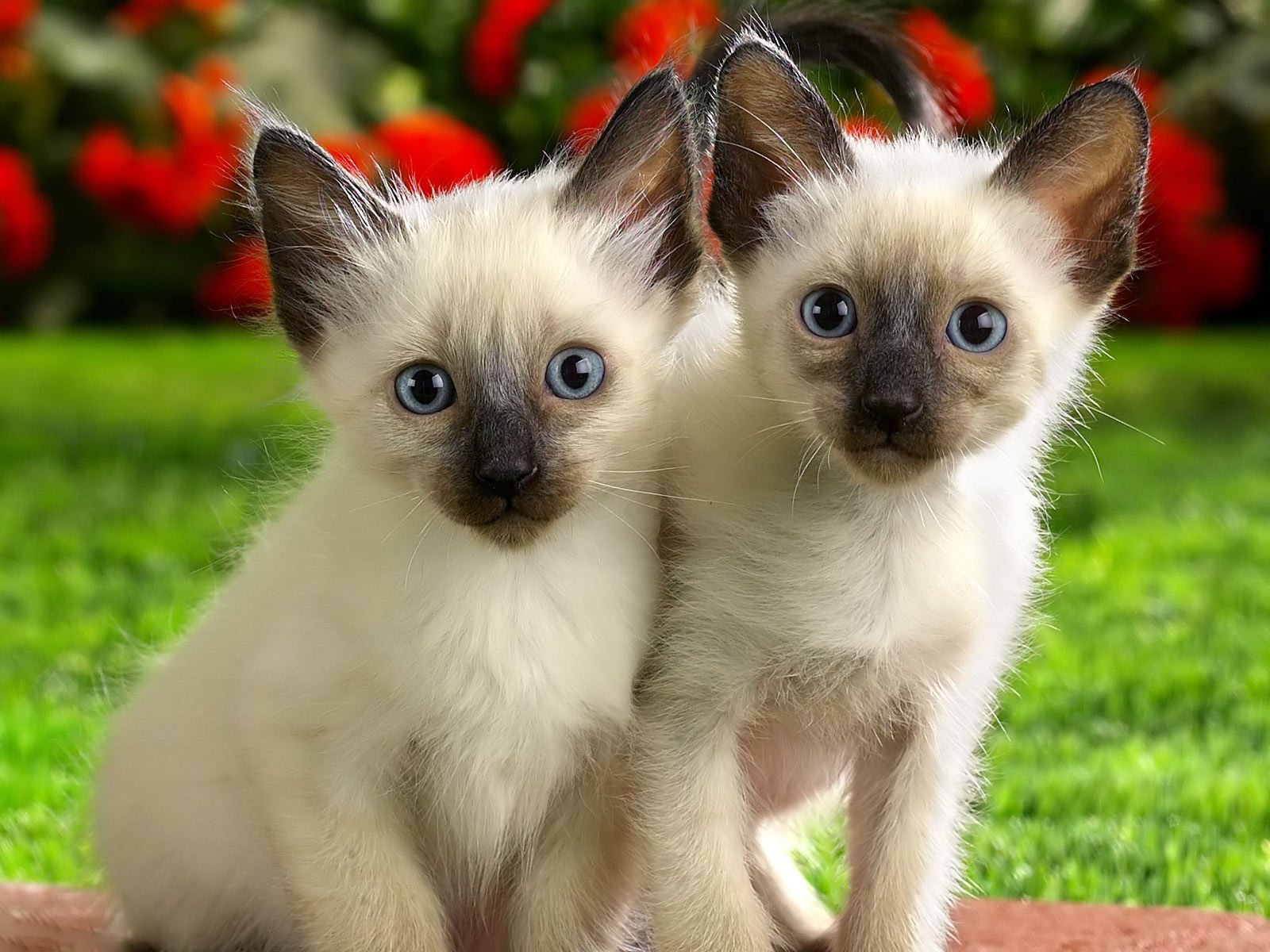 Imagem de um PetShop com animais felizes
