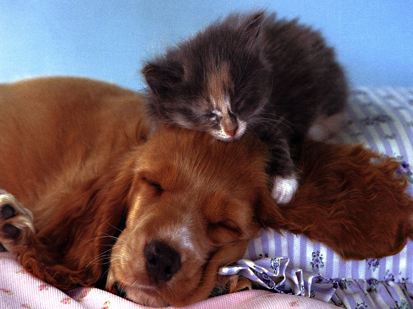 Imagem de um PetShop com animais felizes