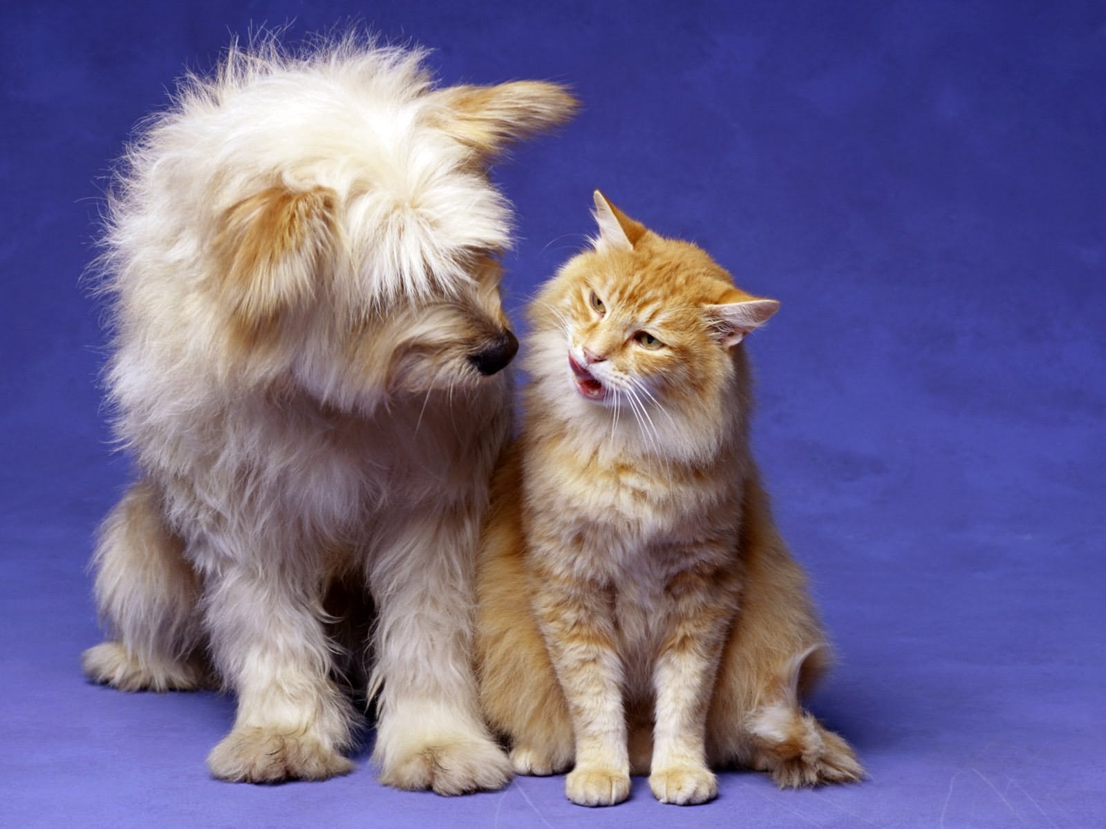 Imagem de um PetShop com animais felizes