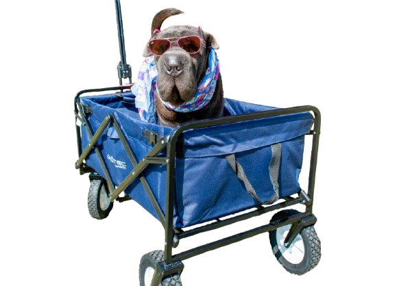 Imagem de um carrinho de compras
